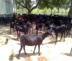 Osmanabadi Goat Farming