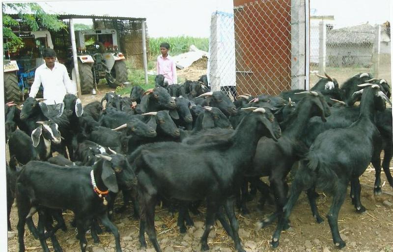 Osmanabadi Goat Farming