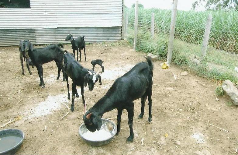 Osmanabadi Goat Farming